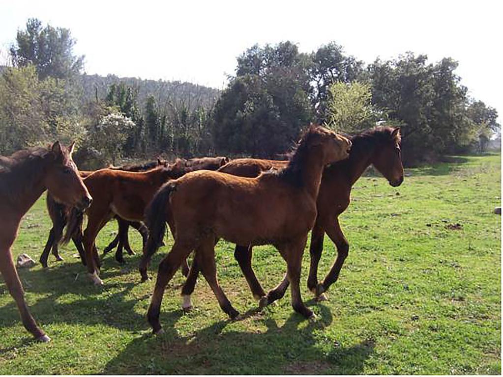 Farm stay Podere La Fornace Cavriglia